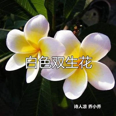 詩人涼白色雙生花