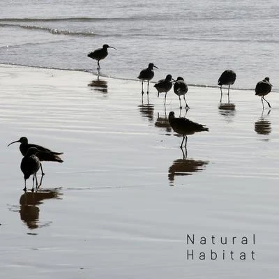 Bird SoundsNatural Habitat - Collection of Nature Sounds: Water and Birds