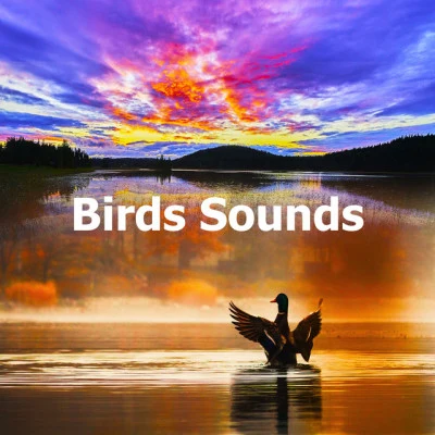 Rest & Relax Nature Sounds ArtistsBirds Sounds