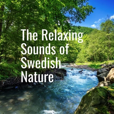 The Relaxing Sounds of Swedish Nature/Calming Sounds/White Noise Sleep SoundsSmall Forest River