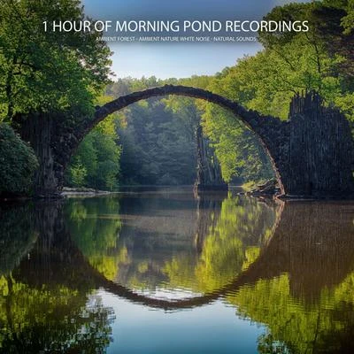 Ambient Nature White NoiseEasy Sleep MusicStudying Music1 Hour of Morning Pond Recordings