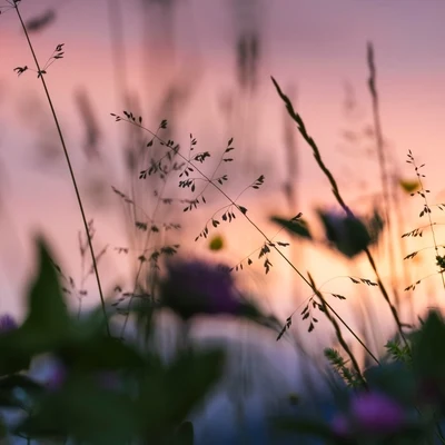 Relajación/Natureza/Sound of RainMescla de Música Para Meditar