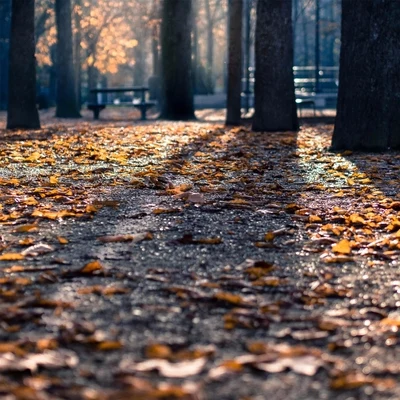 Jiří HorákAutumn Leaves