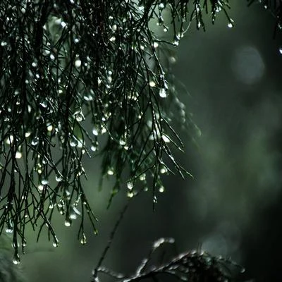 Ambient Music Therpy/Study Music/The Sleep PrinciplePeaceful Recordings: Serene Rainy Morning