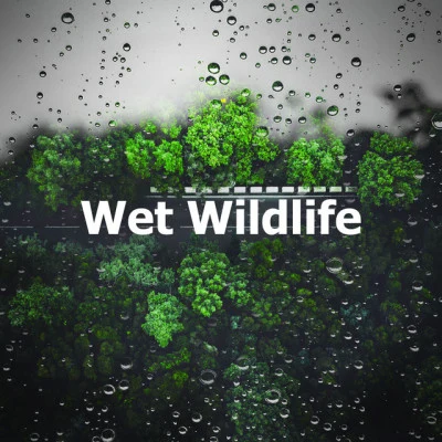 Ambient Nature White Noise/Rain Sounds Nature Collection/Ocean SoundsWet Wildlife