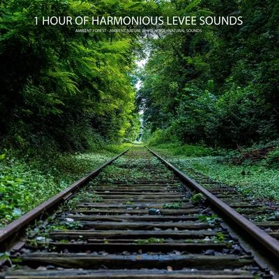 Ambient Nature White NoiseEasy Sleep MusicStudying Music1 Hour of Harmonious Levee Sounds