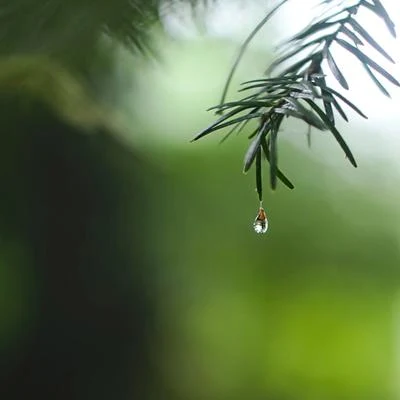 Tonal Meditation CollectiveMeditacao ClubeOcean SoundsSerenity in Nature: Beautiful Drizzling Rain