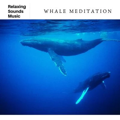 Alon Mor/WhalesWhale Meditation