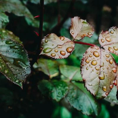 Sounds Of Nature : Thunderstorm, Rain/Meditation Rain Sounds/Sounds of Nature NoiseGentle Melodies | Rainforest Rainshower