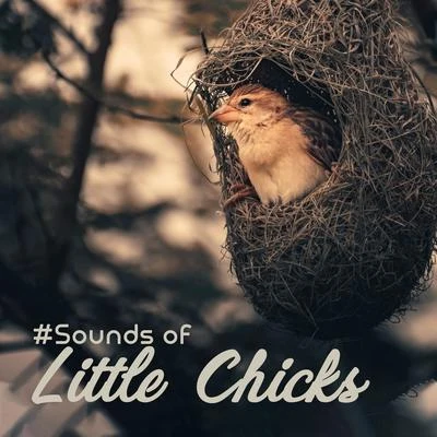 Sounds of Nature Relaxation/The Calming Sounds of Nature#Sounds of Little Chicks: 15 Songs with the Background of Nature and Singing of Birds for Simply Relaxation, Ambient Music, Melodies of Piano, Feel Be