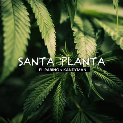 El RabinoSanta Planta