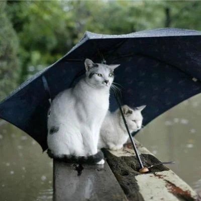 Häruki午後の雨