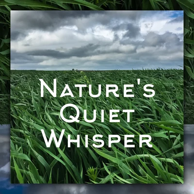 Meditation/Hipnose Natureza Sons Coleção/Música para Relaxar MaestroNatures Quiet Whisper – Perfectly Relaxing Mother Nature Sounds for Sleep and Rest