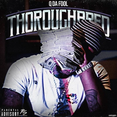 Dro Fe/Q Da FoolThoroughbred