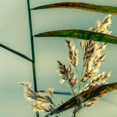 NaturalezaHermosos Sonidos De La Naturaleza