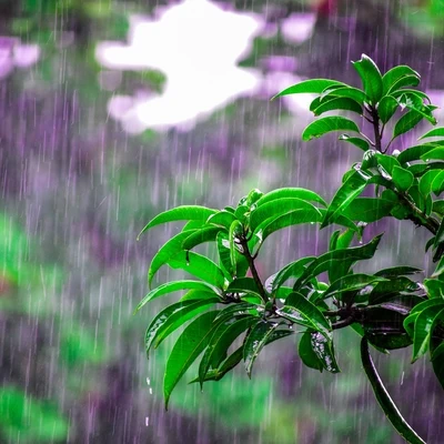 Heavy Rain Sounds/Meditation Spa/Relaxing Rain SoundsThe Calm Compilation: Zen Rain Recordings