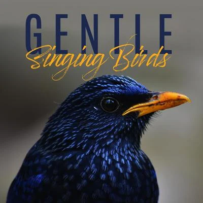 Bird SoundsGentle Singing Birds: 15 Best Relaxing New Age Sounds of Nature, Birds, Forest, Stress Relief, Healing Therapy, Soothing Melodies Played on Piano