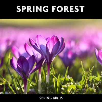 ASMRSpring Forest & Spring Birds