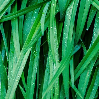 Dormir e Meditar/Meditação Yoga/Zona Música Relaxante18 Sonidos Calmantes De Lluvia Para Un Ambiente Relajante