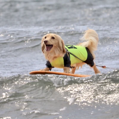 Georgesurf