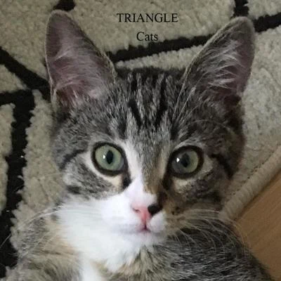 TriangleCats