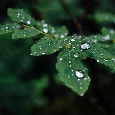 Sounds of Nature Relaxation/The Calming Sounds of NatureAmbient Rain Tracks | Beach Thunderstorm