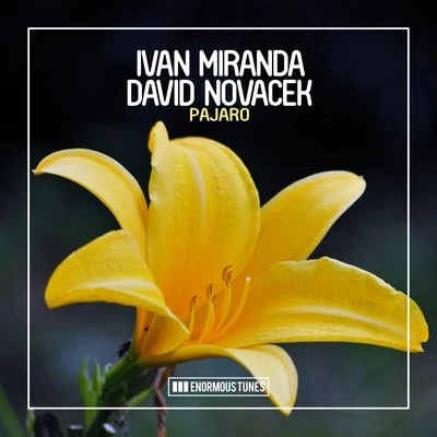 David NovacekPajaro