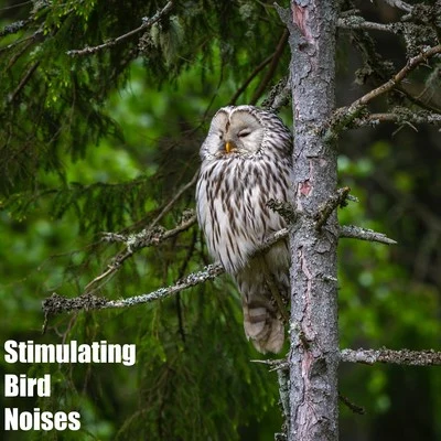 The Relaxing Sounds of Swedish Nature/Calming Sounds/White Noise Sleep SoundsStimulating Bird Noises