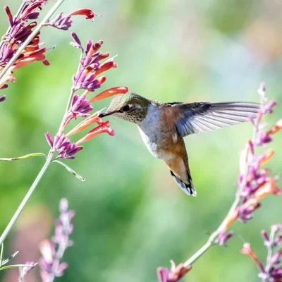 Bird SoundsMorning Rainy Twitter