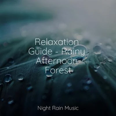 Thunder StormThe Relaxation PrincipleMindfulness Meditation WorldRelaxation Guide - Rainy Afternoon Forest