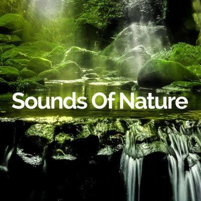 Sounds Of NatureCalming Music EnsembleSoothing SoundsCure Insomnia