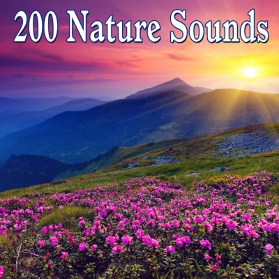 Dr. Meditation/Nature and Rain/Sleep Recording Sounds25 Stunning Nature Sounds