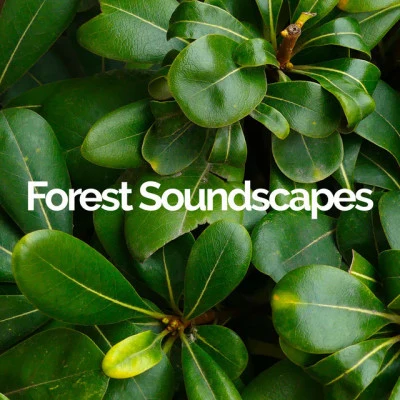 Forest Soundscapes