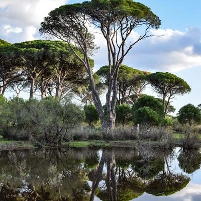 Musica RelajanteMusica relajante con sonidos de la naturalezaMeditaciónessaMelodías Relajantes