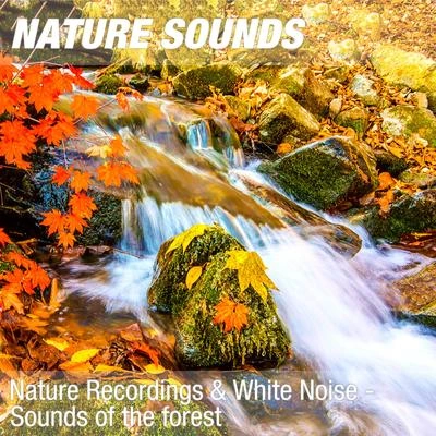 Nature SoundsNature Sounds for Sleep, Reiki & Ayurveda Massage (Calm forest, water noise) 05