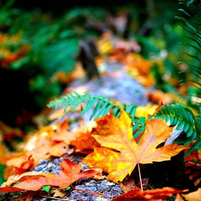 Sounds Of Nature : Thunderstorm, RainMeditation Rain SoundsSounds of Nature Noisedeep asleep