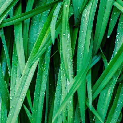 A Sudden RainstormRains and Drains