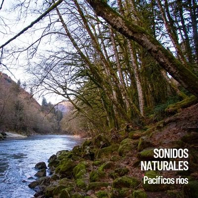 Rest & Relax Nature Sounds ArtistsCascadas relajantes