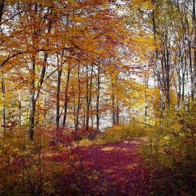 Musica Relajante Piano MasterCaminar Por El Bosque