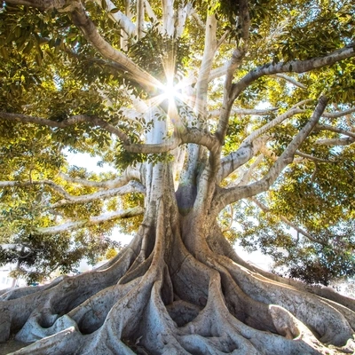 Sons da natureza HDMassagem Coleção de MúsicasNaturezaViento De Medianoche