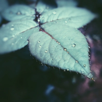 Natural SoundsShakuhachi SakanoAmbient Music TherapyRains in Waves